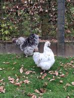 Zijdehoentjes (haan + 2 hennen + kuikentje), Dieren en Toebehoren, Pluimvee