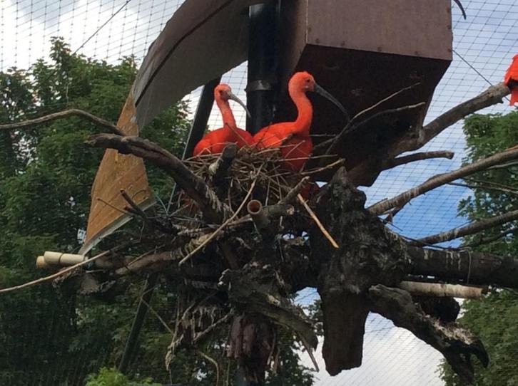 Rode ibis, Dieren en Toebehoren, Vogels | Overige Vogels, Geringd
