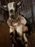 "Uitzonderlijk mooie getekend lammetje", Dieren en Toebehoren, Mannelijk, Geit, 0 tot 2 jaar