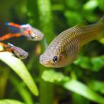 Baby Endler Guppies, Animaux & Accessoires