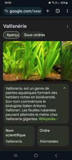 Vallisneria gigantea échange, Animaux & Accessoires, Poissons | Aquariums & Accessoires, Enlèvement ou Envoi