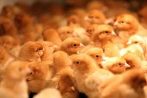 kuikens kabir turbo / mechelse koekoek / cou nu voor 7 septe, Dieren en Toebehoren, Pluimvee, Kip, Geslacht onbekend