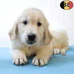 Prachtige Golden Retriever pups - geboren in België, Golden retriever, België, Handelaar, CDV (hondenziekte)