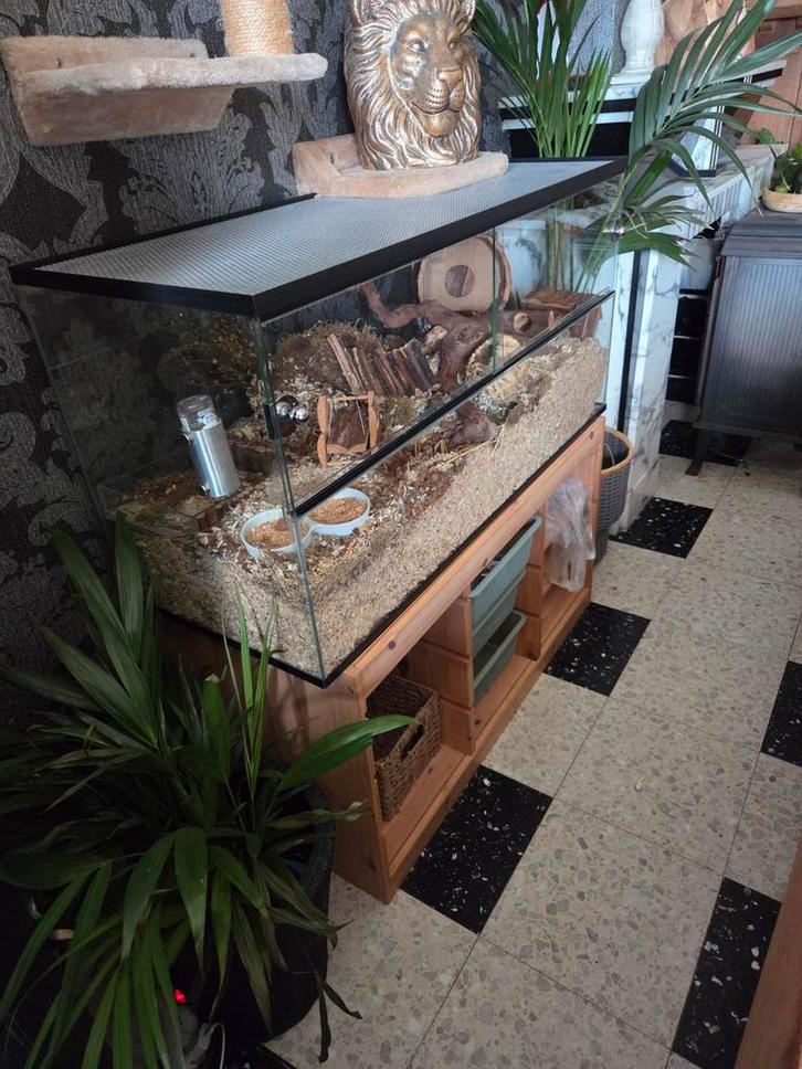 Hamster volledige starterset glazen terrarium allerlei extra, Dieren en Toebehoren, Overige Dieren-accessoires, Zo goed als nieuw