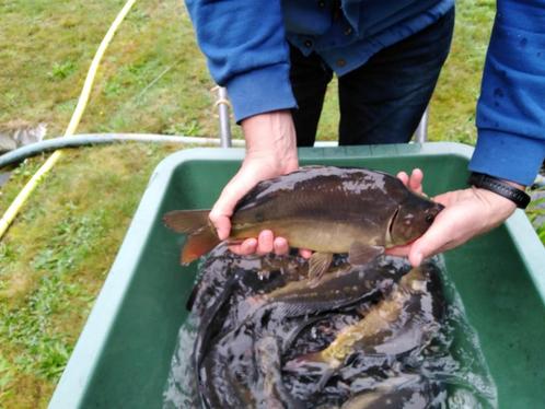 spiegelkarpers van 35/50 cm vanaf slechts 10 €/st., Dieren en Toebehoren, Vissen | Vijvervissen, Karper of Koi