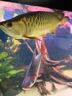 Butik merah bleubase crossback arowana, Animaux & Accessoires