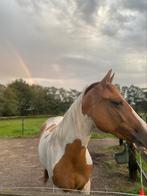 Paint Merrie, Animaux & Accessoires, Chevaux, Jument, Débourré, Moins de 160 cm, 3 à 6 ans