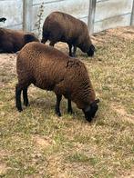 Zwartbles lammeren ooi en ram geboren 11/4
