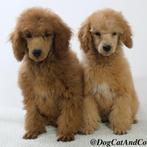Poedel pups (Abrikoos en Rood) - reutjes te koop, CDV (hondenziekte), Meerdere, Buitenland, Reu