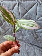 Bouture tradescantia nanouk, Enlèvement ou Envoi