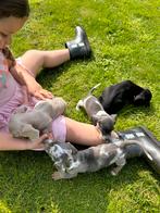 Kaninchen teckel pups, Dieren en Toebehoren, Kaninchen, Meerdere, 8 tot 15 weken, Parvo