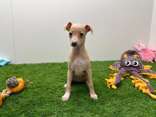 Italiaans windhondje pups, Dieren en Toebehoren, Honden | Chihuahua's en Gezelschapshonden, Meerdere dieren, Overige rassen, Fokker | Professioneel