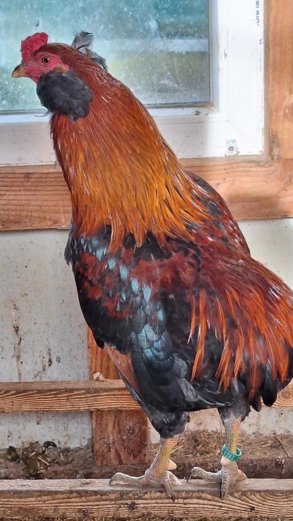 Araucana haan Tarwe kleur, Dieren en Toebehoren, Pluimvee