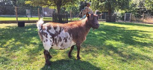 schapen, geiten en varkens, Dieren en Toebehoren, Overige Dieren, Vrouwelijk, Maart
