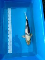 Japanese Koi Shiro Utsuri 40-45 cm, Dieren en Toebehoren, Vissen | Vijvervissen