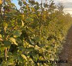 ‼️Beuk aan promoprijzen ‼️, Tuin en Terras, Planten | Struiken en Hagen, Ophalen, Taxus