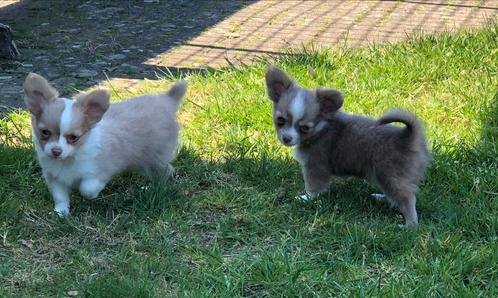 Langharige Chihuahua pupjes, Dieren en Toebehoren, Honden | Chihuahua's en Gezelschapshonden, Meerdere dieren, Chihuahua, Fokker | Hobbymatig