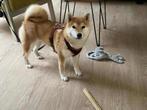 Shiba inu teefje 6 maand, België, Particulier, 15 weken tot 1 jaar, Overige rassen