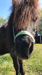 Shetlander Ruin te koop, Dieren en Toebehoren, Gechipt, Ruin, A pony (tot 1.17m), Onbeleerd