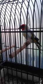 vogels, Dieren en Toebehoren, Geringd