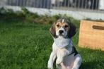 Beagle pups direct beschikbaar, Dieren en Toebehoren, Honden | Beagles, Bassets en Lopende honden, België, Beagle, 8 tot 15 weken