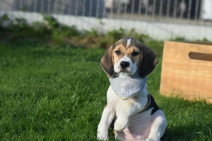 Beagle pups direct beschikbaar, Dieren en Toebehoren, Honden | Beagles, Bassets en Lopende honden, Meerdere dieren, Beagle, Fokker | Professioneel