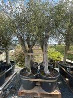 Lot van 4 olijfbomen (LOT 12), Tuin en Terras, Lente, 100 tot 250 cm, Olijfboom, Ophalen