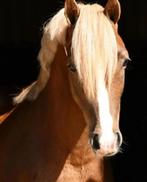 Knappe C pony te koop, B, Gechipt, Ruin, Dressuurpony