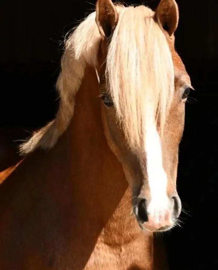 Knappe C pony te koop, Dieren en Toebehoren, Pony's, Ruin, B, C pony (1.27m tot 1.37m), Dressuurpony, 3 tot 6 jaar, Met stamboom