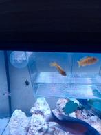 Cicliden 2 stuks, Dieren en Toebehoren, Vissen | Aquariumvissen