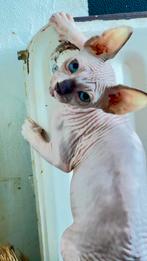 Sphynx kittens, Dieren en Toebehoren, Katten en Kittens | Raskatten | Korthaar, Kater, Ontwormd, 0 tot 2 jaar