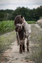 lieve mini shetlander, Ophalen of Verzenden
