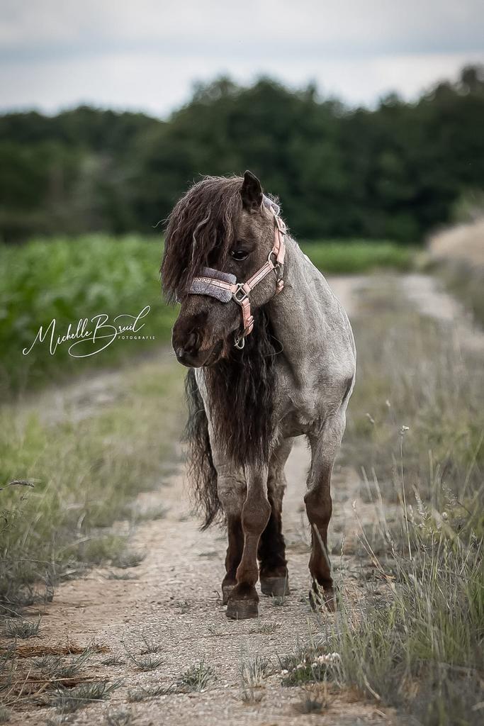 lieve mini shetlander, Dieren en Toebehoren, Paarden en Pony's | Hoofdstellen en Tuigage, Ophalen of Verzenden
