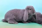 Franse hangoren, Dieren en Toebehoren, Konijnen, Mannelijk, Groot, Hangoor, 0 tot 2 jaar