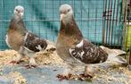 Takla Tumbler Pigeons, Animaux & Accessoires, Oiseaux | Pigeons, Pigeon culbutant ou Roller, Plusieurs animaux