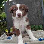 Super mooie border collie pups, Dieren en Toebehoren, Honden | Herdershonden en Veedrijvers, België, Fokker | Hobbymatig, CDV (hondenziekte)