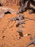 Nakweek dwergbaardagamen, Animaux & Accessoires, Reptiles & Amphibiens, Amphibien