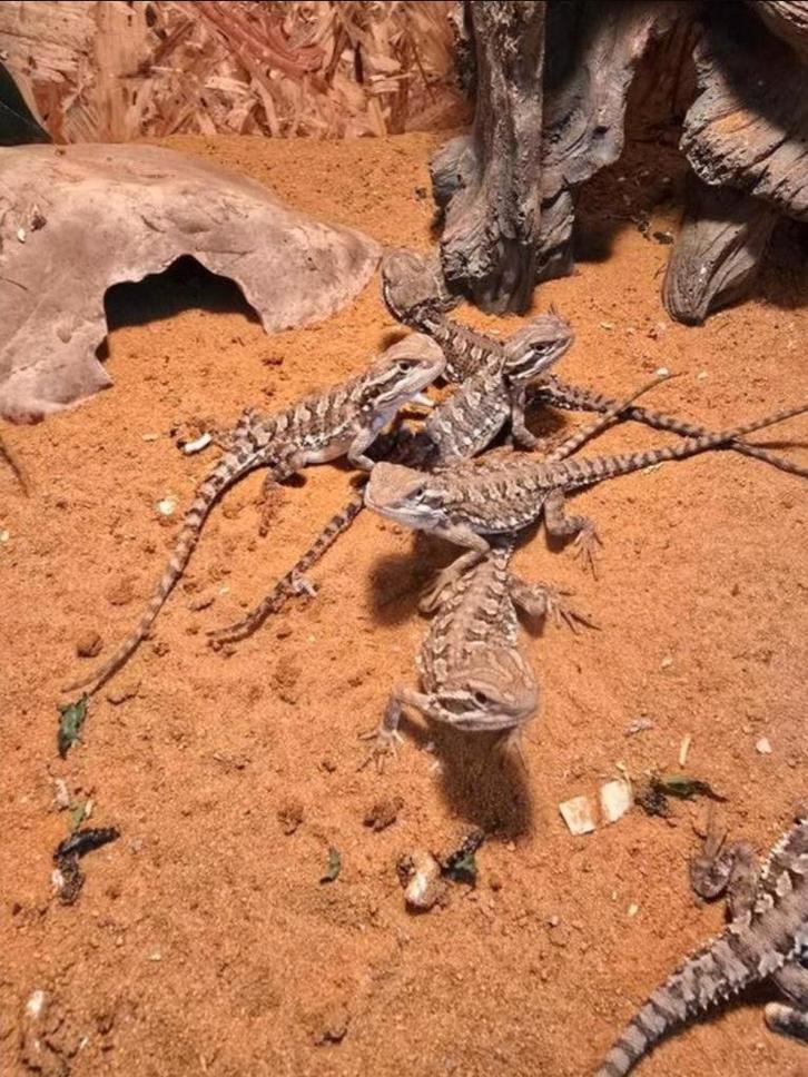 Nakweek dwergbaardagamen, Animaux & Accessoires, Reptiles & Amphibiens, Amphibien