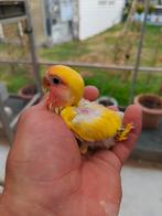 Jonge roseicolli, Dieren en Toebehoren, Vogels | Parkieten en Papegaaien, Geringd