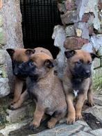 Mechelse herder puppy, Dieren en Toebehoren, Meerdere, 8 tot 15 weken, Meerdere dieren, Herder