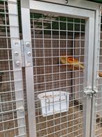 Roodruggen, Meerdere dieren, Parkiet, Geringd