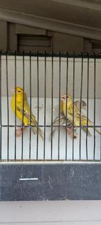 Kanaries, Dieren en Toebehoren