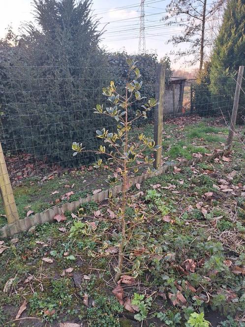 8 hulst bomen, Tuin en Terras, Planten | Bomen, Ophalen