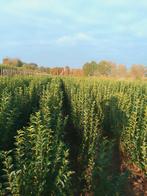 Ligustrum, Tuin en Terras, Ophalen of Verzenden, Liguster, Haag, 100 tot 250 cm