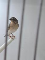 Citroenborstedelzangers