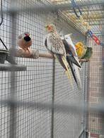 Spitsstaartamandine koppel wildkleur 50euro, Dieren en Toebehoren, Meerdere dieren, Tropenvogel