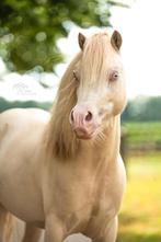 Eyecatcher Welsh sportpony, Dieren en Toebehoren, Ruin, Dressuurpony, 3 tot 6 jaar, B pony (1.17m tot 1.27m)