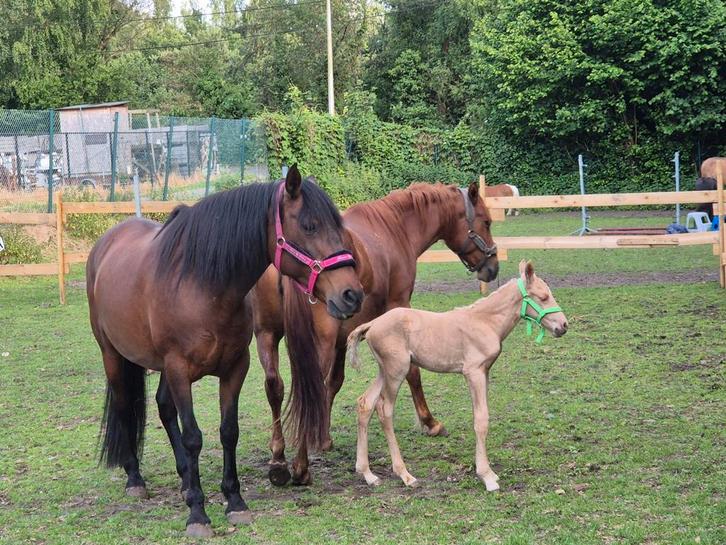 Weide gezocht, Dieren en Toebehoren, Stalling en Weidegang