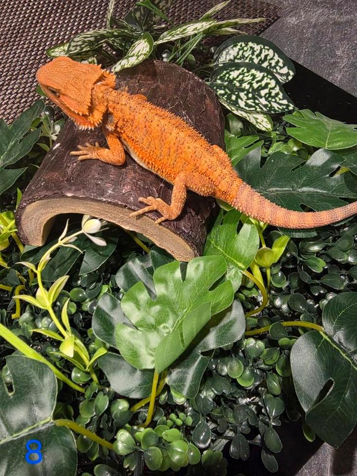 Jonge Baardagaam – Translucent Hypomelanistic Red/Orange, Dieren en Toebehoren, Reptielen en Amfibieën