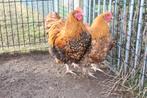 Orpington hanen, Dieren en Toebehoren, Mannelijk, Kip